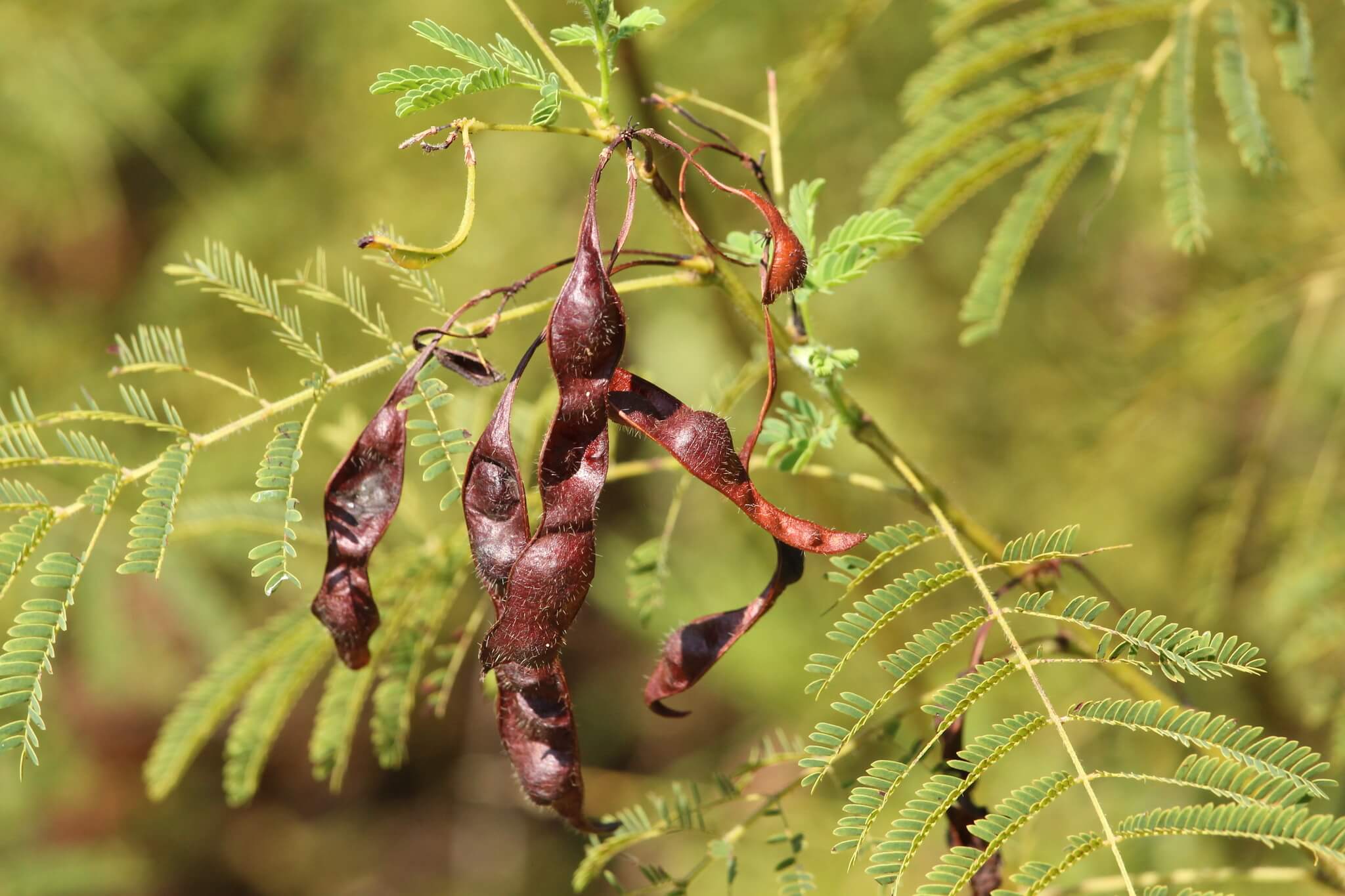 Acaciella angustissima